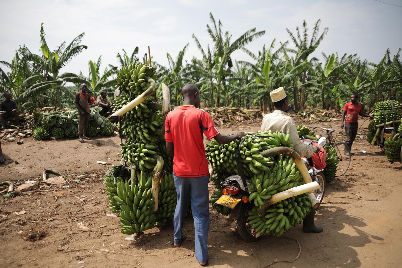 uganda, transport, banana, fruit, tropical, green, market, trade, food, uganda, uganda, uganda, uganda, uganda, banana, banana, banana, banana, market, trade, trade
